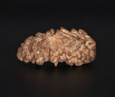 Rudraksha 1 Mukhi  Brown - 4.64 Gram Weight - Origin - Nepal