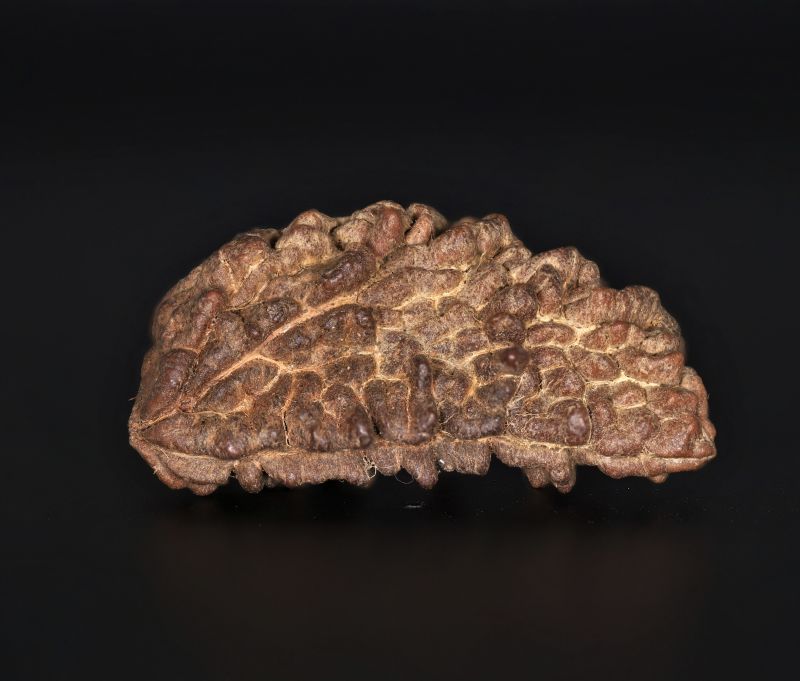 Rudraksha 1 Mukhi  Brown - 4.64 Gram Weight - Origin - Nepal