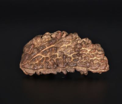 Rudraksha 1 Mukhi  Brown - 4.64 Gram Weight - Origin - Nepal