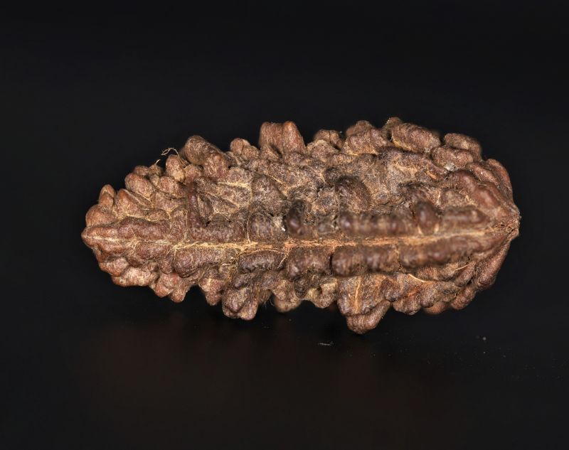 Rudraksha 1 Mukhi  Brown - 4.64 Gram Weight - Origin - Nepal