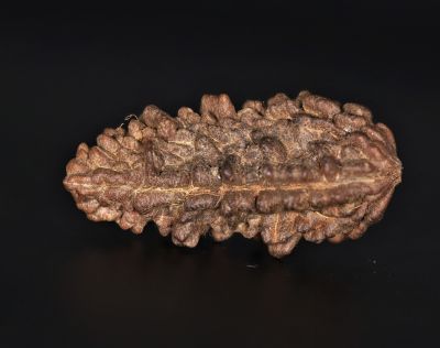 Rudraksha 1 Mukhi  Brown - 4.64 Gram Weight - Origin - Nepal