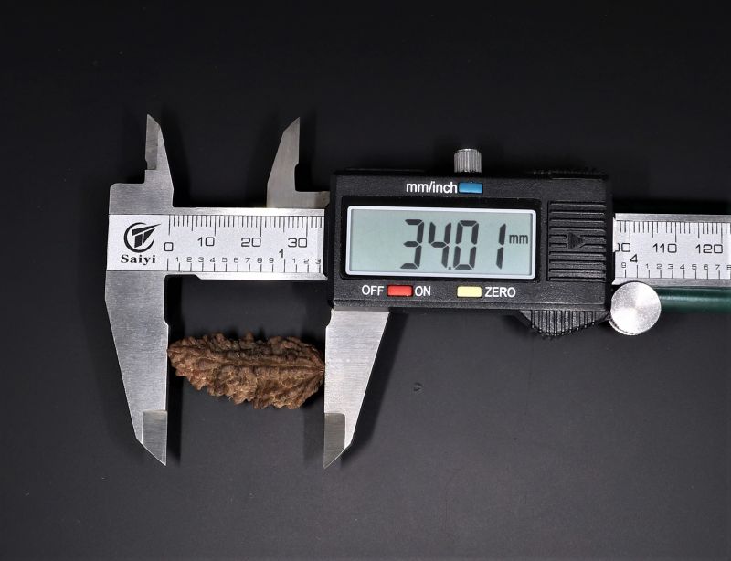 Rudraksha 1 Mukhi  Brown - 4.64 Gram Weight - Origin - Nepal