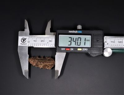 Rudraksha 1 Mukhi  Brown - 4.64 Gram Weight - Origin - Nepal