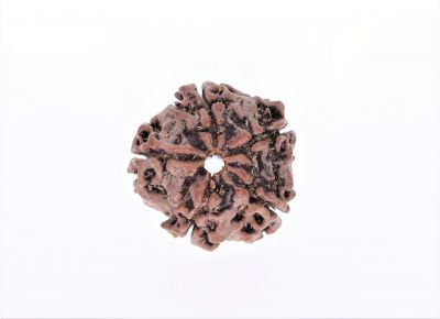 Natural 5 Mukhi Rudraksha Shanka- 2.67 Carat Weight - Origin - Nepal