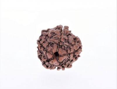 Natural 5 Mukhi Rudraksha Shanka- 2.67 Carat Weight - Origin - Nepal