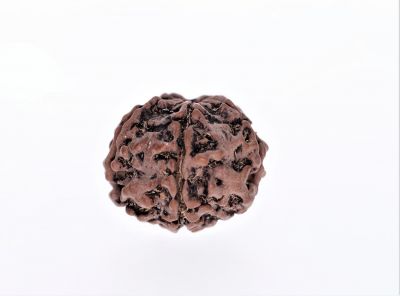 Natural 5 Mukhi Rudraksha Shanka- 2.67 Carat Weight - Origin - Nepal