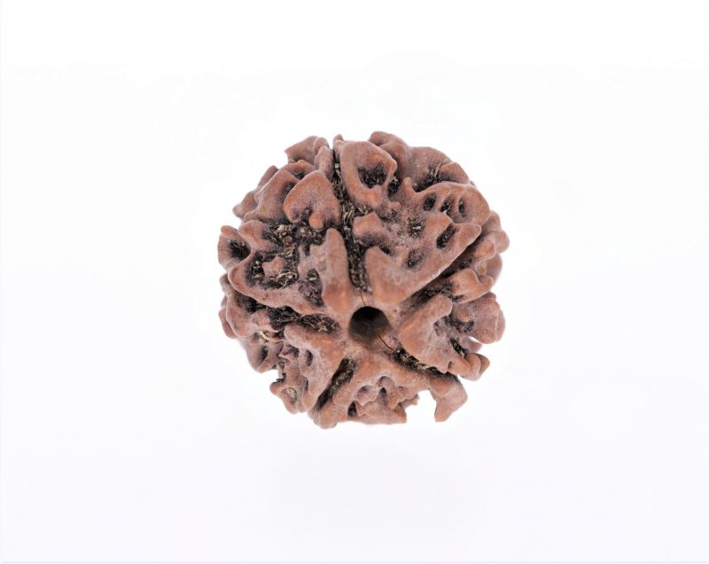 5 Mukhi Rudraksha - 2.83 Gram Weight - Origin - Nepal