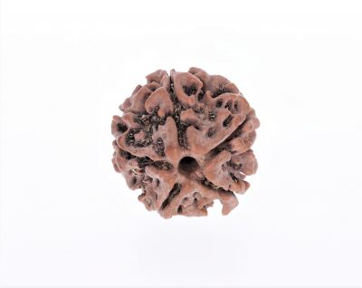 5 Mukhi Rudraksha - 2.83 Gram Weight - Origin - Nepal