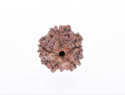 Rudraksha 5 Mukhi  Brown - 2.73 Gram Weight - Origin - Nepal