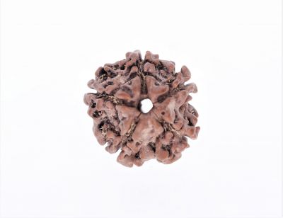 Rudraksha 5 Mukhi  Brown - 2.86 Gram Weight - Origin - Nepal