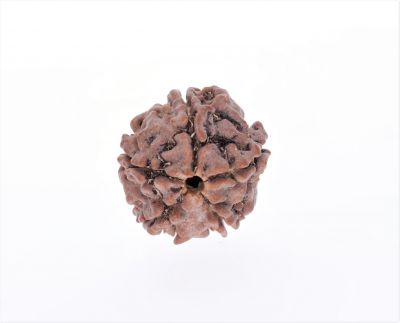 Natural 5 Mukhi Rudraksha Shanka- 2.87 Gram Weight - Origin - Nepal
