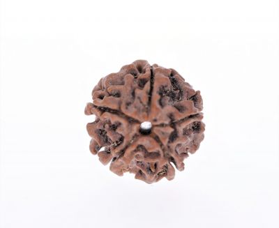 Rudraksha 5 Mukhi  Brown - 2.42 Gram Weight - Origin - Nepal