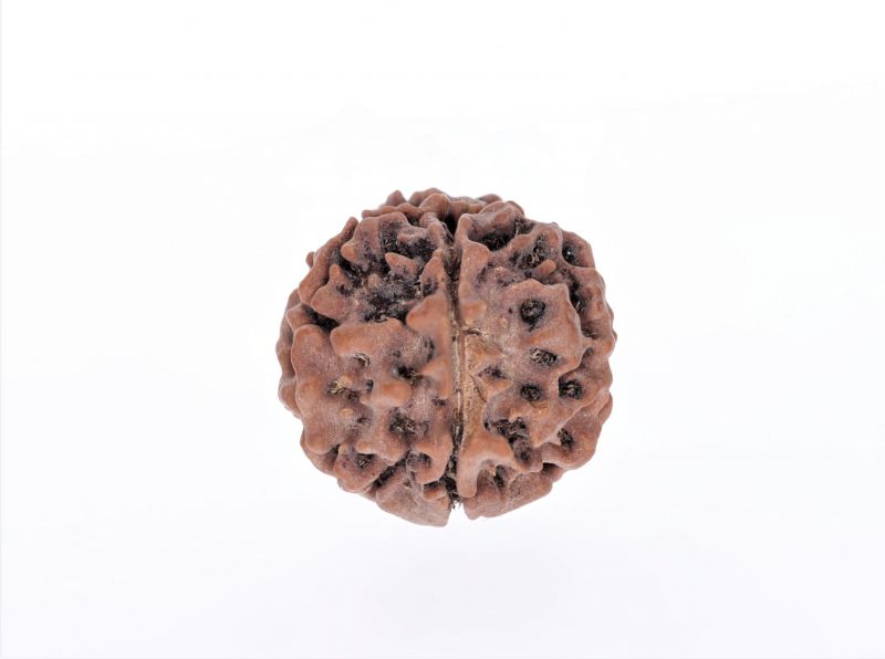 Rudraksha 5 Mukhi  Brown - 2.42 Gram Weight - Origin - Nepal