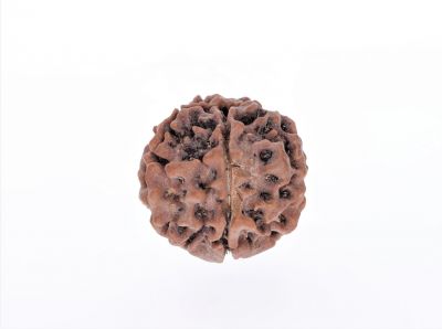 Rudraksha 5 Mukhi  Brown - 2.42 Gram Weight - Origin - Nepal