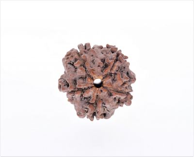 Rudraksha 5 Mukhi  Brown - 2.54 GramWeight - Origin - Nepal
