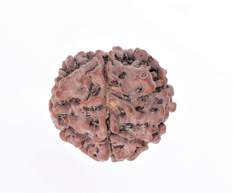 Rudraksha 5 Mukhi  Brown - 2.54 GramWeight - Origin - Nepal