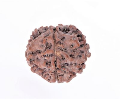 Rudraksha 5 Mukhi  Brown - 2.54 GramWeight - Origin - Nepal