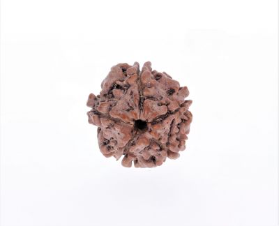 Rudraksha 5 Mukhi  Brown - 10 Carat Weight - Origin - Nepal
