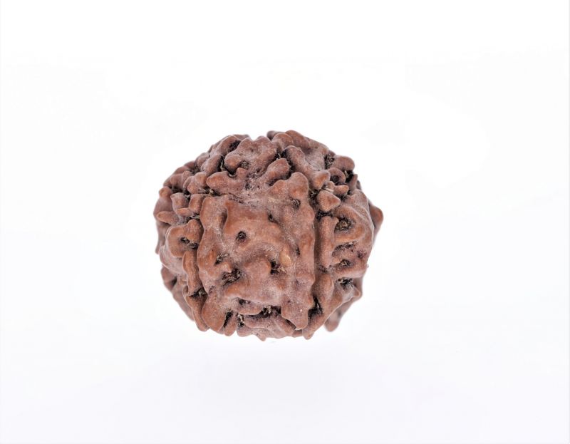 Rudraksha 5 Mukhi  Brown - 10 Carat Weight - Origin - Nepal