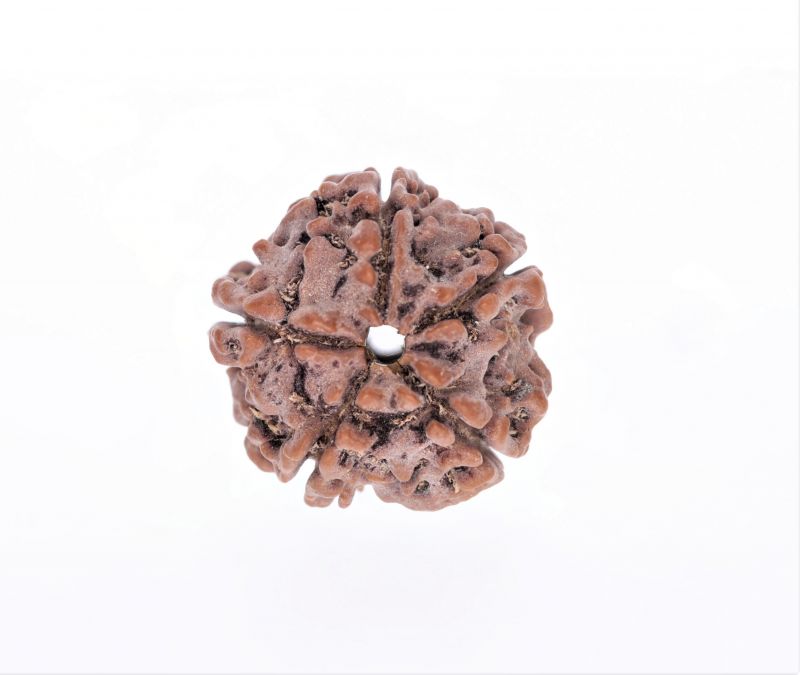 Rudraksha 5 Mukhi  Brown - 2.38 Gram Weight - Origin - Nepal