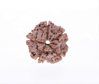 Rudraksha 5 Mukhi  Brown - 2.38 Gram Weight - Origin - Nepal