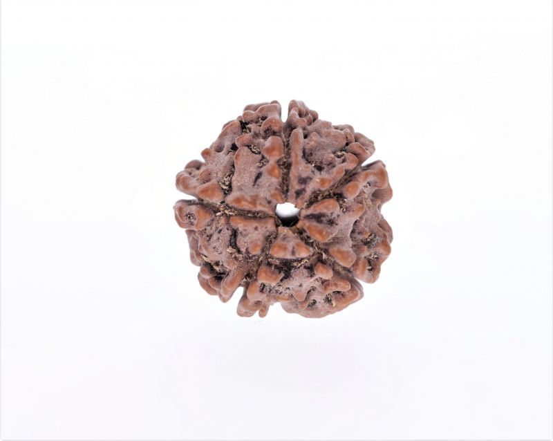 Rudraksha 5 Mukhi  Brown - 2.38 Gram Weight - Origin - Nepal