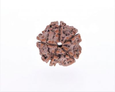 Rudraksha 5 Mukhi  Brown - 2.38 Gram Weight - Origin - Nepal