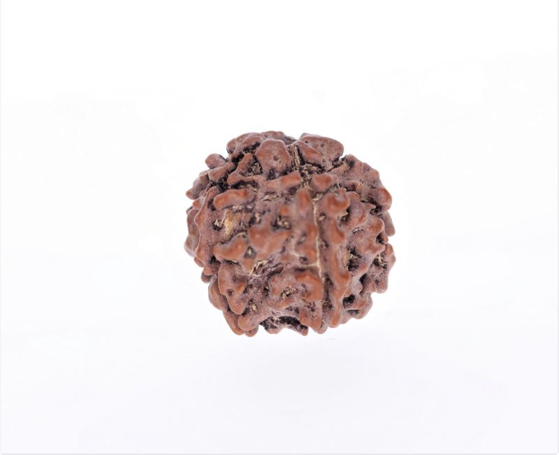 Rudraksha 5 Mukhi  Brown - 2.38 Gram Weight - Origin - Nepal