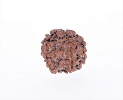 Rudraksha 5 Mukhi  Brown - 2.38 Gram Weight - Origin - Nepal