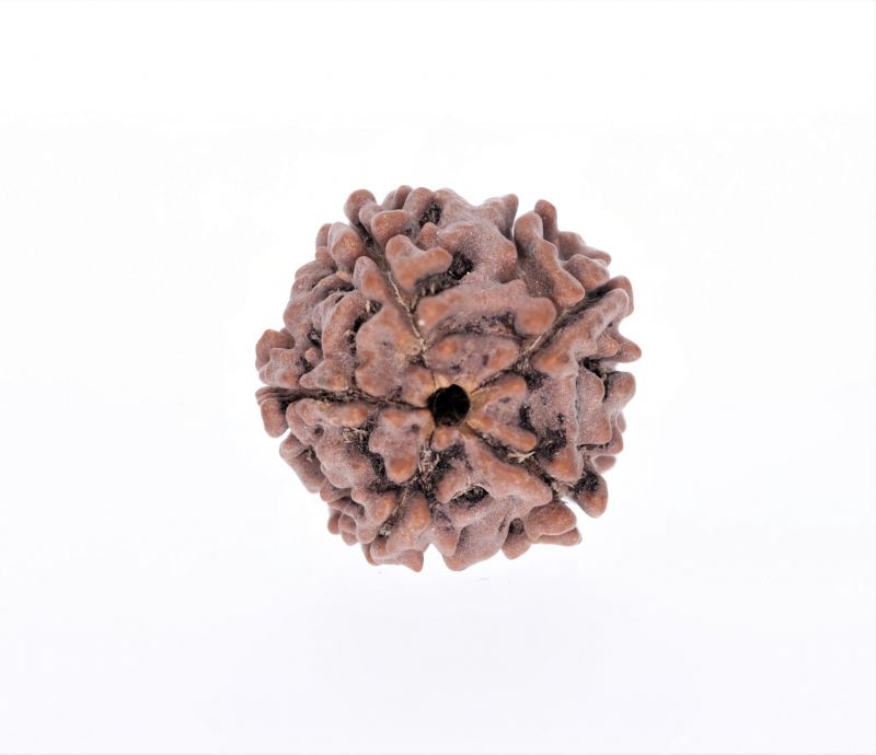 Rudraksha 5 Mukhi  Brown - 2.92 Gram Weight - Origin - Nepal