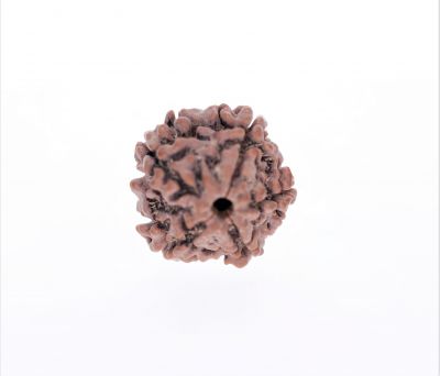 Rudraksha 5 Mukhi  Brown - 2.92 Gram Weight - Origin - Nepal
