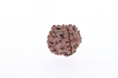 Rudraksha 5 Mukhi  Brown - 2.92 Gram Weight - Origin - Nepal