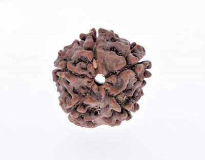 5 Mukhi Rudraksha - 2.58 Gram Weight - Origin - Nepal