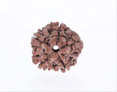 5 Mukhi Rudraksha - 2.58 Gram Weight - Origin - Nepal