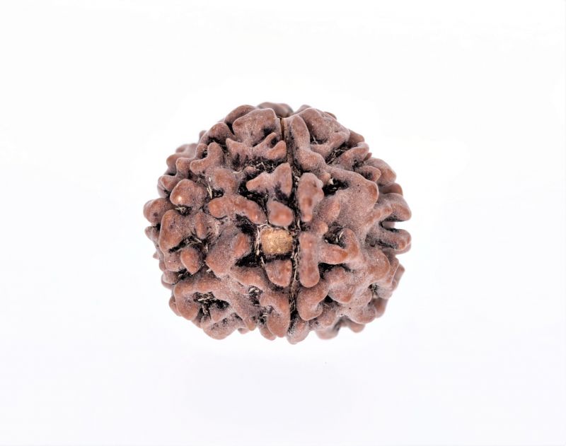 5 Mukhi Rudraksha - 2.58 Gram Weight - Origin - Nepal