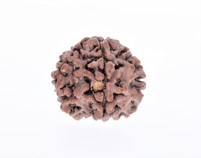 5 Mukhi Rudraksha - 2.58 Gram Weight - Origin - Nepal
