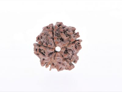 Rudraksha 5 Mukhi  Brown - 2.52 Gram Weight - Origin - Nepal