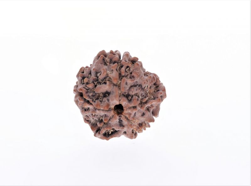 Rudraksha 5 Mukhi  Brown - 2.52 Gram Weight - Origin - Nepal