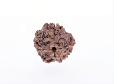 Rudraksha 5 Mukhi  Brown - 2.52 Gram Weight - Origin - Nepal