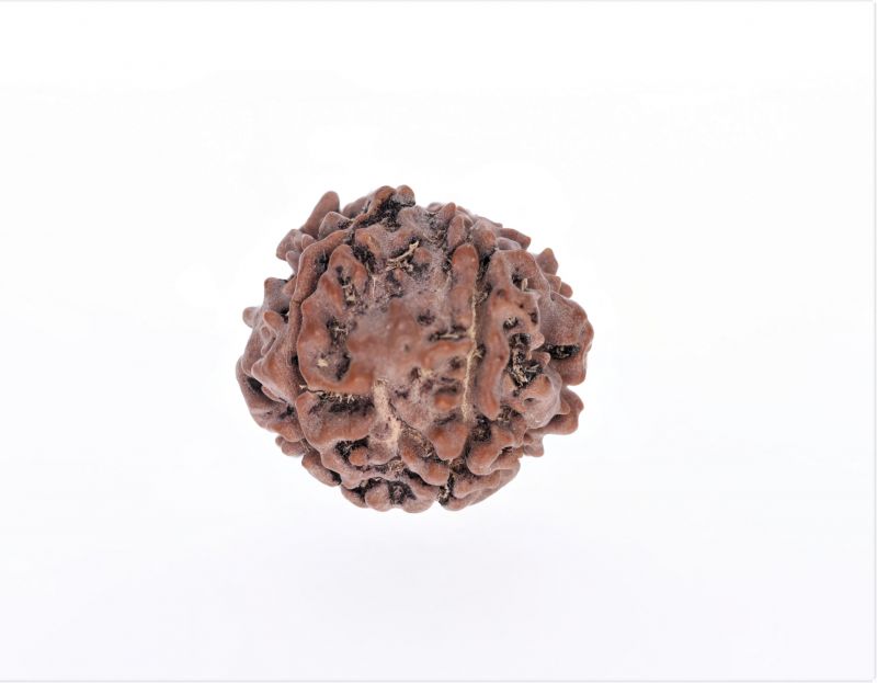 Rudraksha 5 Mukhi  Brown - 2.52 Gram Weight - Origin - Nepal