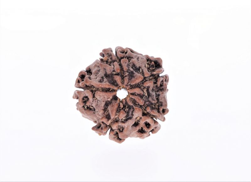 Rudraksha 5 Mukhi  Brown - 2.34 Gram Weight - Origin - Nepal