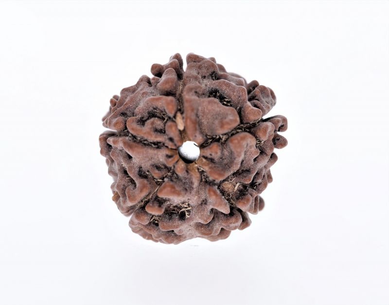 Rudraksha 5 Mukhi  Brown - 2.65 Gram Weight - Origin - Nepal