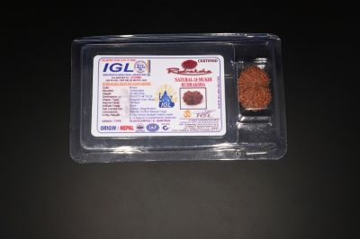 Natural  13 Mukhi Rudraksha -5 Gram Carat Weight - Origin - India