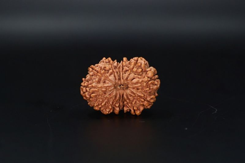 13 Mukhi Rudraksha - 04.240 Gram Carat Weight - Origin - India