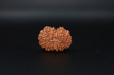 13 Mukhi Rudraksha - 04.240 Gram Carat Weight - Origin - India