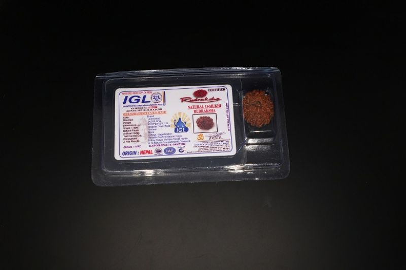 Natural  13 Mukhi Rudraksha -04.970 Gram Carat Weight - Origin - India