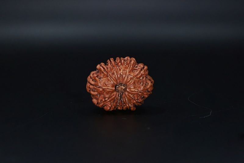 Natural  13 Mukhi Rudraksha -04.970 Gram Carat Weight - Origin - India