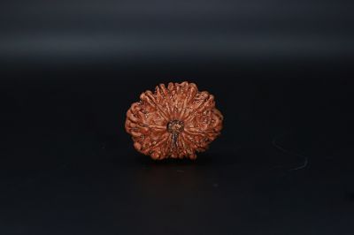 Natural  13 Mukhi Rudraksha -04.970 Gram Carat Weight - Origin - India