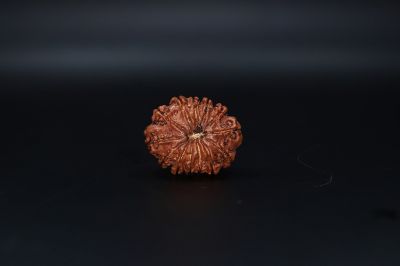 Natural  13 Mukhi Rudraksha -04.970 Gram Carat Weight - Origin - India