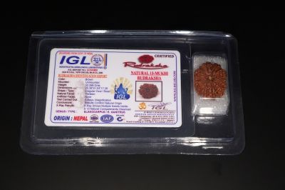 Natural  13 Mukhi Rudraksha -03.396  Gram Carat Weight - Origin - India